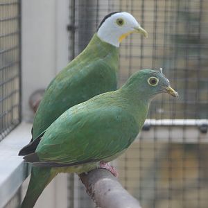Black-naped fruit-dove-pair