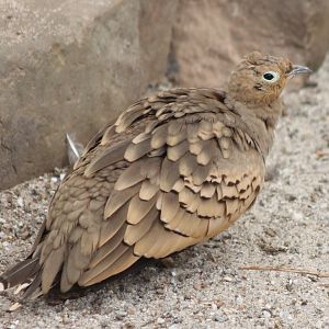 Sandgrouse