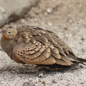 Sandgrouse