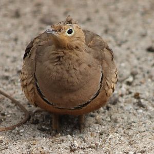 Sandgrouse