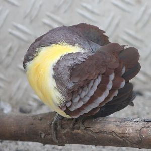 Cinnamon ground-dove