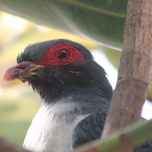 Long-tailed mountain-pigeon