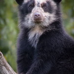 Spectacled Bear Cub - 30/07/2017