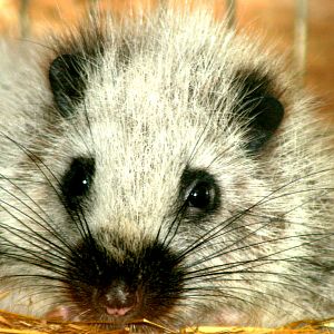 Northern Luzon cloud rat; Wingham; 30th July 2017