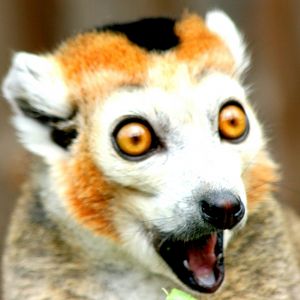 Crowned lemur; Howletts; 30th July 2017