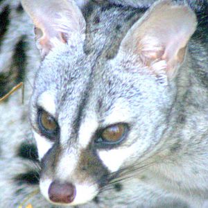 Pardine genet; Wingham; 30th July 2017
