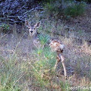 mule deer fawn (wild)