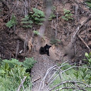 black bear cub (wild)