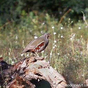 mountain quail (wild)
