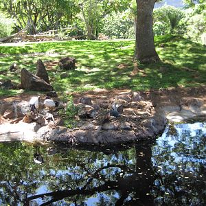 african savannah - small marsh