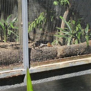 Prevost's squirrel in bird short string