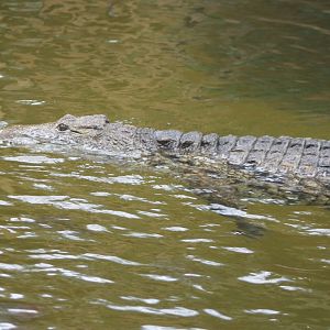 Nile crocodile