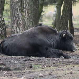 Yak