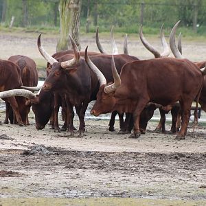Ankole cattle