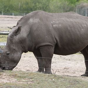 Southern white rhino inspecting goose-nest