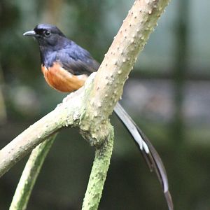 White-rumped shama