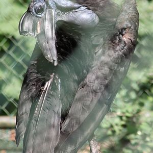 Northern ground-hornbill