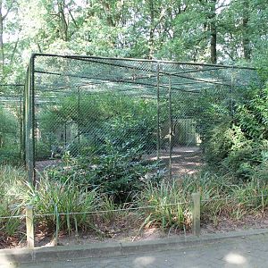 Aviary Crowned crane