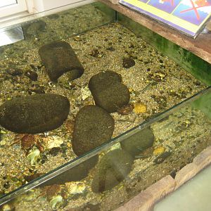 JyllandsAkvariet - Touch pool