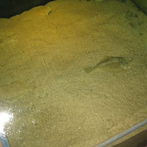 JyllandsAkvariet - Plaice tank