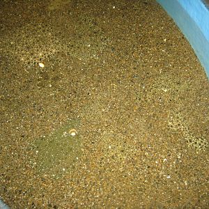 JyllandsAkvariet - Touch pool