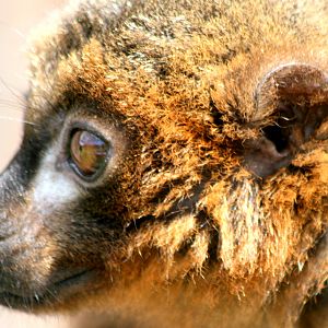 Red-bellied lemur; Howletts; 30th July 2017
