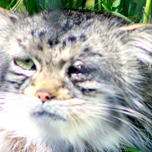 Young Pallas' cat; Howletts; 30th July 2017