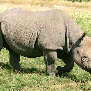 Black rhinoceros; Howletts; 30th July 2017