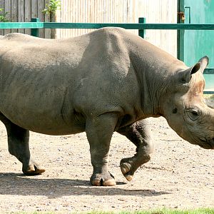 Black rhinoceros; Howletts; 30th July 2017