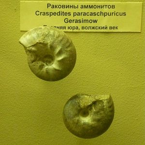 Craspidites paracaschpuricus