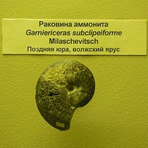 Garniericeras subclipeiforme