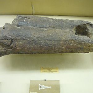 Rhamphosuchus crassidens partial snout (cast)