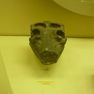 Gavialis browni partial skull (cast)