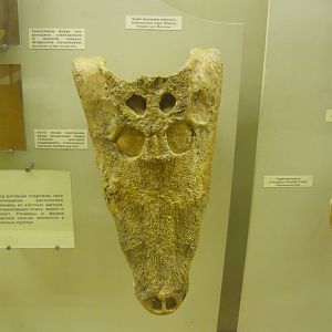 Shamosuchus major skull