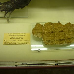 Cretaceous crocodile dorsal osteoderms