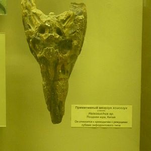 Hsisosuchus sp. skull (cast)