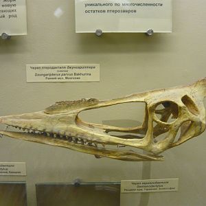 Dsungaripterus parvus skull (cast)