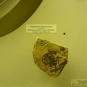 Batrachognathus volans (cast)