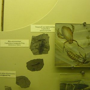 Coptoclava longipoda fossils and reconstruction