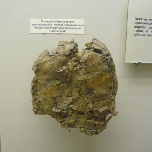 Hangaiemys hoburensis