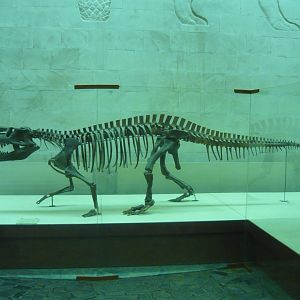 Prestosuchus chiniquensis skeleton (model)