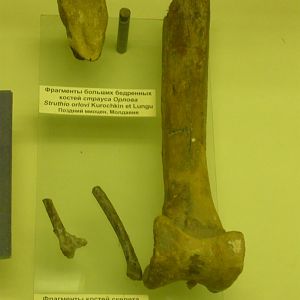 Struthio orlovi and Anserobranta tarabukini bones