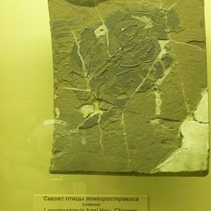 Longirostravis hani (cast)