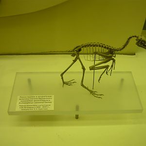 Archaeopteryx siemensii skeleton (model)