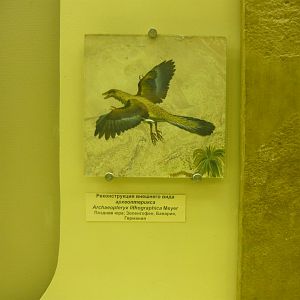 Archaeopteryx reconstruction