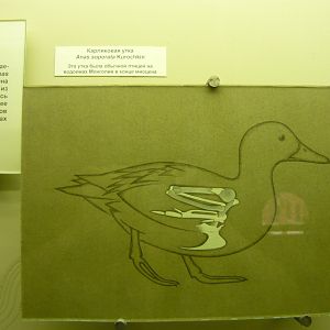 Anas soporata reconstruction