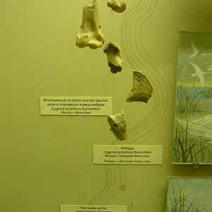 Cygnus pristinus bones