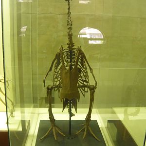 Copepteryx hexeris skeleton (model)