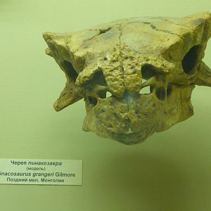 Pinacosaurus grangeri skull (model)