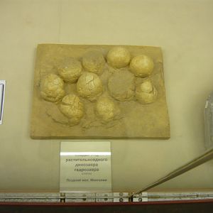 Hadrosaur eggs